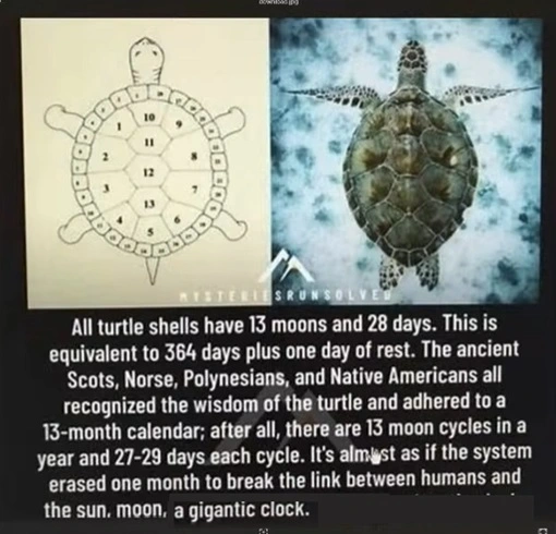 The Turtle 001.webp