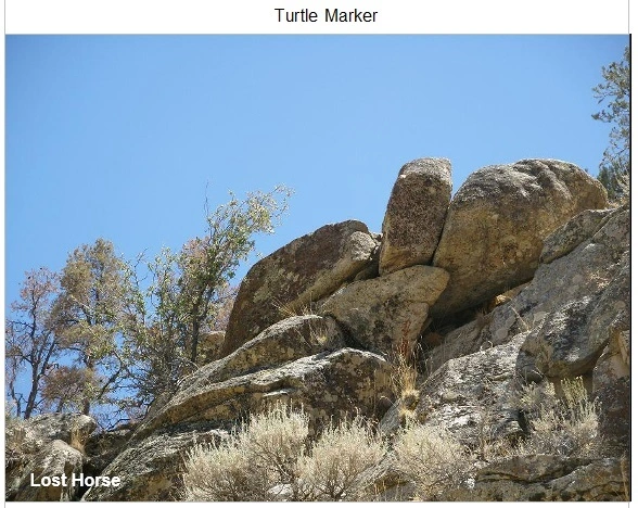 Turtle Marker 003.webp