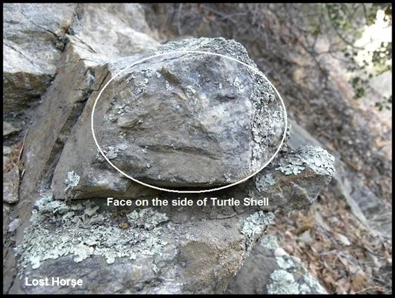 Turtle Marker 009.webp