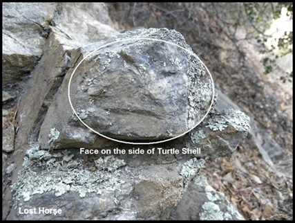 Turtle Marker 009.webp
