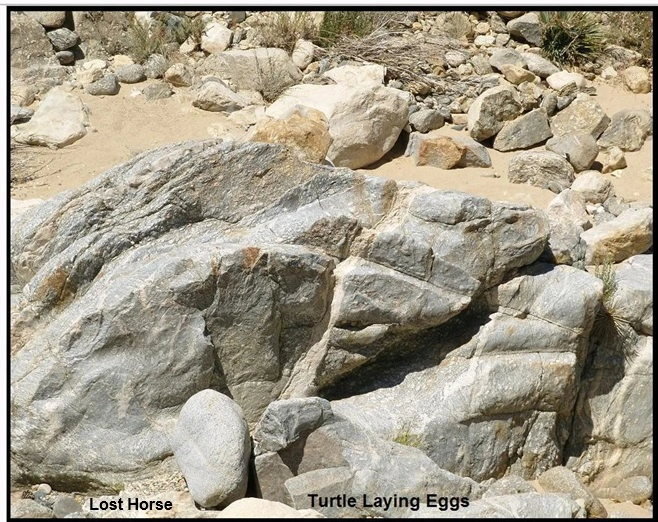 Turtle Marker 010.webp