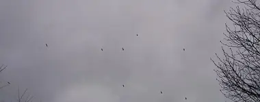 buzzards.webp
