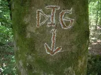 Tree1.webp