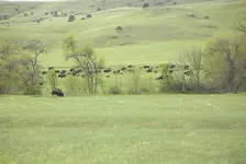 Buffalo Herd Ystone.webp