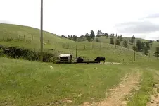 Buffalo in Thermop 2.webp
