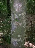 Tree2.webp