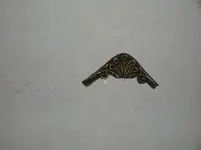 Sterling thingy (2).webp