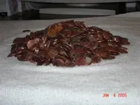 pennies.webp