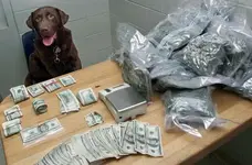 DrugDog.webp