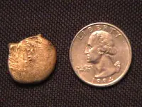 Colorado Gold found 1-5-05 by Jake.webp