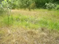 The grass is always greener.webp