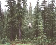 bigfoot.webp