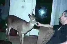deer.webp