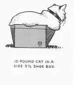 cat.webp