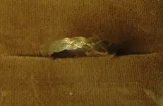 ring.webp