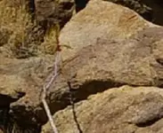 snake.webp