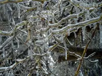 icedbushes.webp