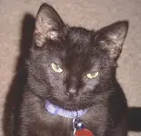 inkystare.webp