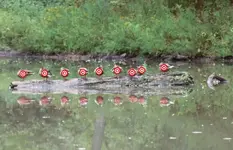 shooting gallery.webp