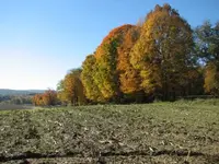 oct field finds 007.webp