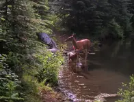 evening dip.webp