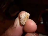 crusted coin.webp