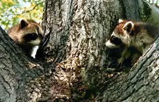 image_303.webp