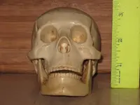 skull 1.webp