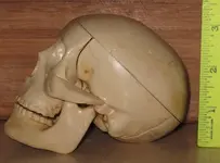 skull 2.webp