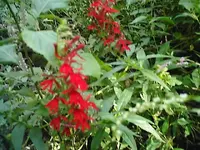pictures 051.webp