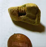 fossil001.webp