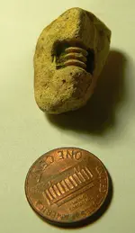 fossil002.webp