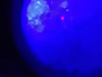 Red Fluorseence inAqua 002.webp