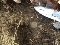 In the Hole - Small.webp