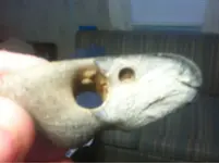 image-1335010482.webp