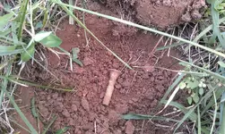 bugle in situ.webp