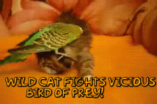 catfightbird.gif