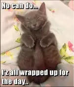 wrappedupkitty.webp