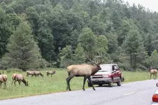 Cataloochee elk.webp