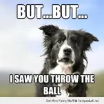 funny-shocked-surprised-dog-throw-ball-pics.webp