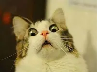 20-Funny-Shocked-Cat-Memes-3.webp