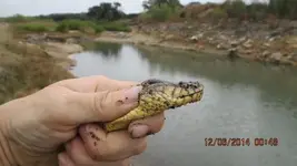 snake n stuff 009.webp