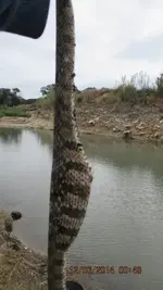 snake n stuff 010.webp