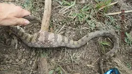 snake n stuff 013.webp
