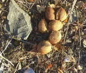 Nuts.webp Nuts.webp
