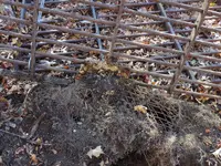 K1600_009.webp