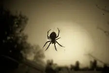 riz on ac 2.webp