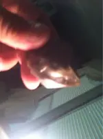 image-4056388923.webp