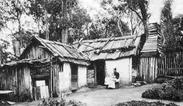 wattle.webp
