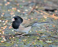 birds3.webp